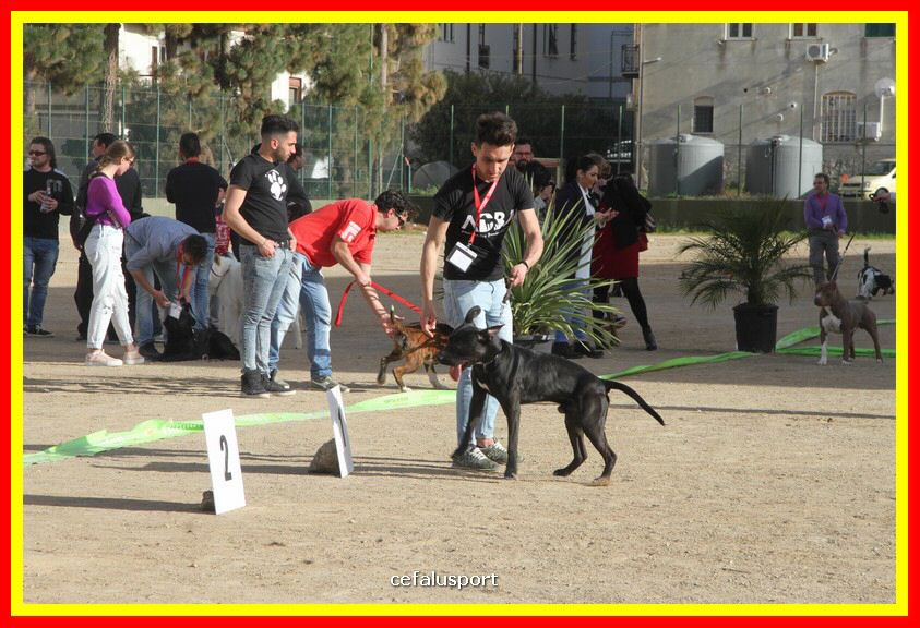 180311 mostra_canina 162.jpg